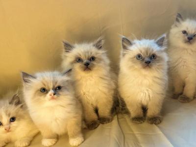 Ragdoll - Ragdoll - Gallery Photo #1