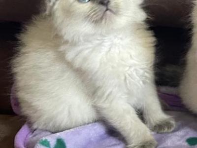 Blue Point Ragdoll Girl - Ragdoll - Gallery Photo #1