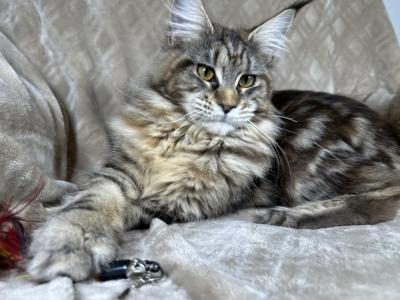 Clara - Maine Coon - Gallery Photo #1