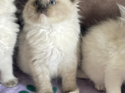 Seal Mitted Ragdoll Boy - Ragdoll - Gallery Photo #1