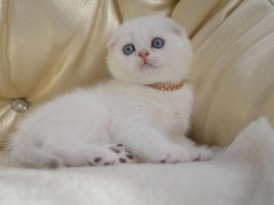 Scottish Fold Blue Eyes Female - Scottish Fold - Gallery Photo #1