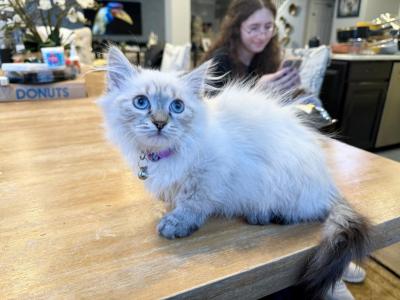 Kitten Purple - Siberian - Gallery Photo #1