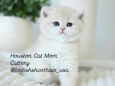 Polar Bear Pink - British Shorthair - Gallery Photo #1