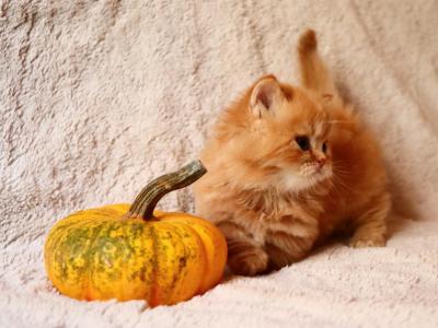 Munchkin Kitten's - Munchkin - Gallery Photo #1