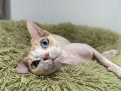 Tinker Bell - Devon Rex - Gallery Photo #1