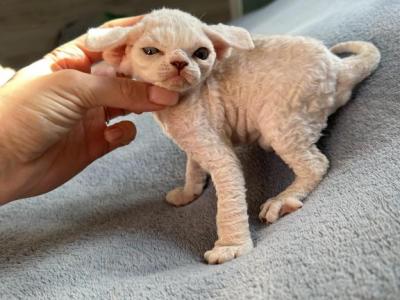 A - Devon Rex - Gallery Photo #1