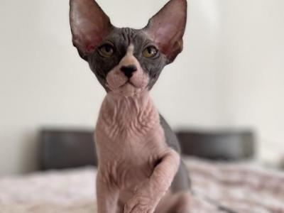 Black And White Girl - Sphynx - Gallery Photo #1