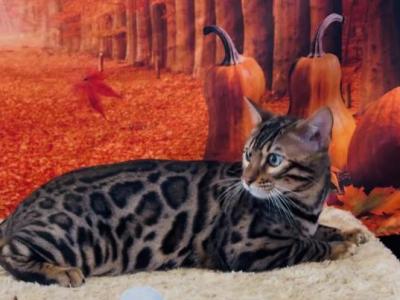 Stunning Markings - Bengal - Gallery Photo #1