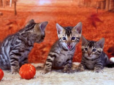 Bengal Babies - Bengal - Gallery Photo #1