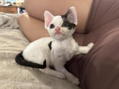 Happy - Devon Rex - Gallery Photo #1