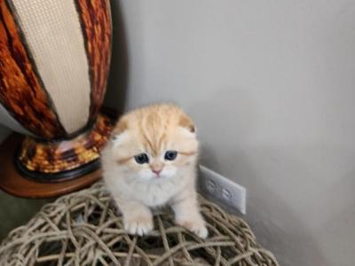 Oscar And Jusper - Scottish Fold - Gallery Photo #1