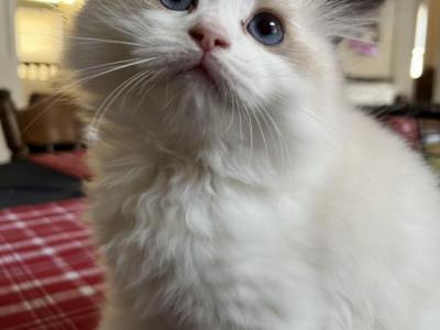 Little Tom - Ragdoll - Gallery Photo #1