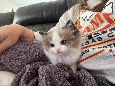 Mink Bicolor Male - Ragdoll - Gallery Photo #1