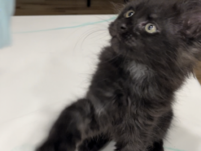 Black Smoke Female - Maine Coon - Gallery Photo #1