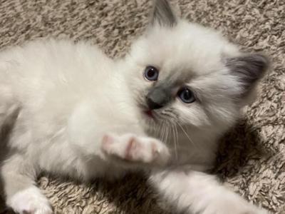 Ocean - Ragdoll - Gallery Photo #1