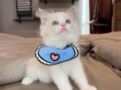 Pluto - Ragdoll - Gallery Photo #1