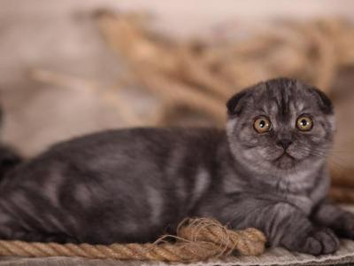 King - Scottish Fold - Gallery Photo #1