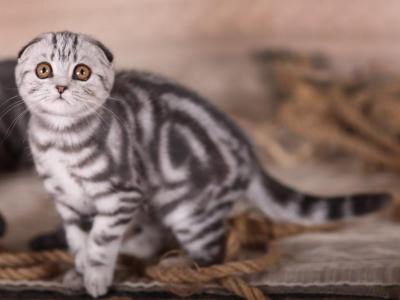 Kira - Scottish Fold - Gallery Photo #1