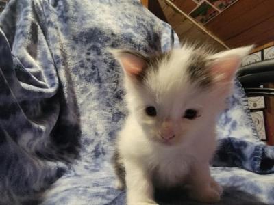 Litter K - Maine Coon - Gallery Photo #1