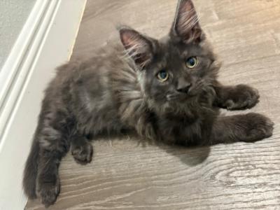 Jonah Black Smoke Male - Maine Coon - Gallery Photo #1