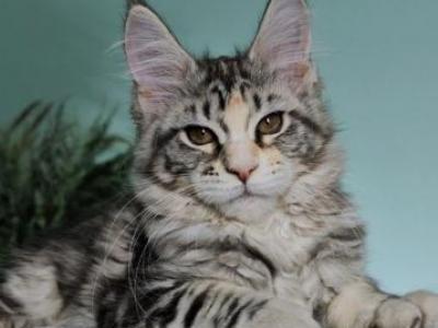 Yanita - Maine Coon - Gallery Photo #1