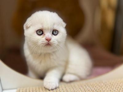 Katherine - Scottish Fold - Gallery Photo #1