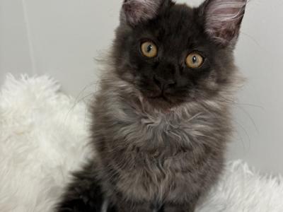 Kingsley Black Smoke Maine Coon - Maine Coon - Gallery Photo #1