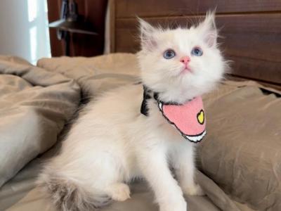 Minnie Mouse - Ragdoll - Gallery Photo #1