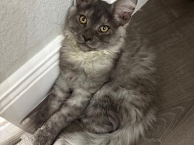 Julian Black Smoke Male - Maine Coon - Gallery Photo #1