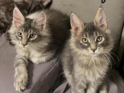 Lila And Lacey - Maine Coon - Gallery Photo #1