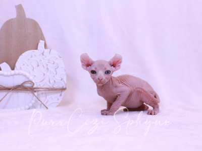 Zoey - Sphynx - Gallery Photo #1