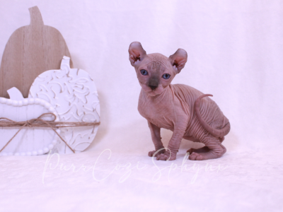 Leo - Sphynx - Gallery Photo #1