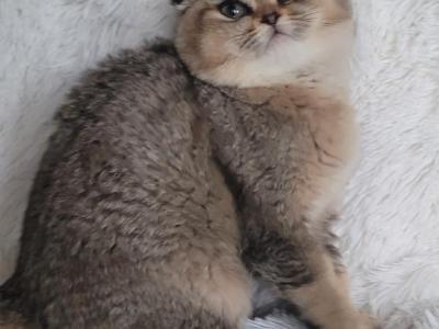 Raspberry - Scottish Fold - Gallery Photo #1