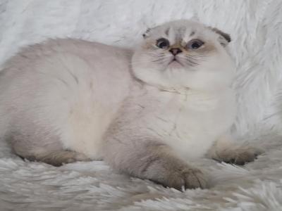 Rita - Scottish Fold - Gallery Photo #1