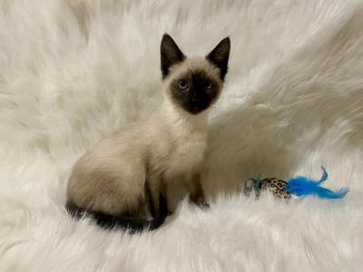 Girl 1 Siamese - Siamese - Gallery Photo #1