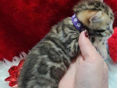 Brown Rosette Available Female Noel - Bengal - Gallery Photo #1