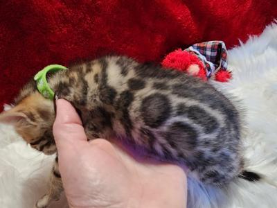 Holly Brown Rosette Female - Bengal - Gallery Photo #1