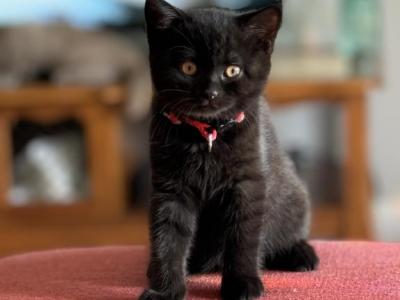 British Shorthair Black - British Shorthair - Gallery Photo #1