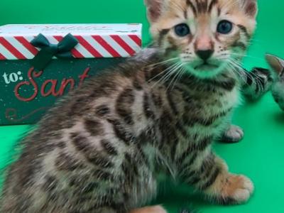 Christmas Kittens - Bengal - Gallery Photo #1