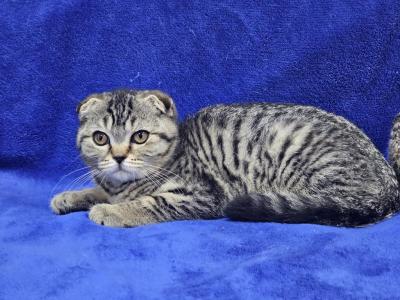 Brown - Scottish Fold - Gallery Photo #1