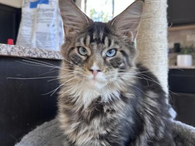 Griffin Blue Eyed - Maine Coon - Gallery Photo #1