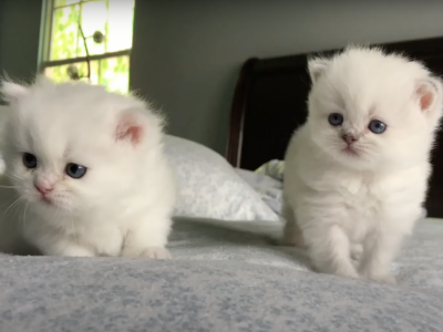 PURE BREED BRITISH SHORTHAIR KITTENS - British Shorthair - Gallery Photo #1