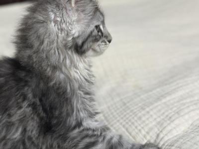 Zoey - Maine Coon - Gallery Photo #1