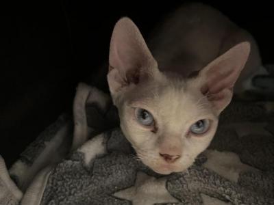 Hurricane - Devon Rex - Gallery Photo #1