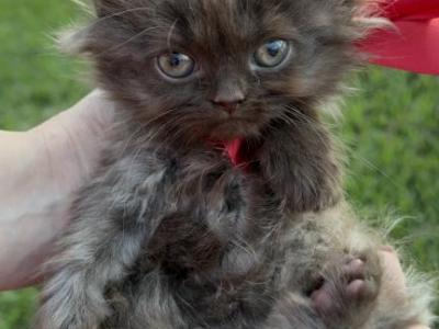 Nutella - British Shorthair - Gallery Photo #1