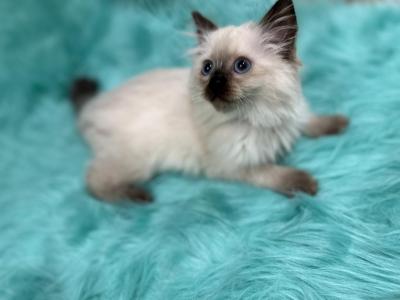 Brown Collar Male2 - Ragdoll - Gallery Photo #1