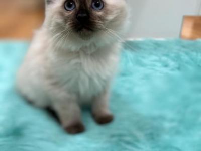 White Collar Female2 - Ragdoll - Gallery Photo #1