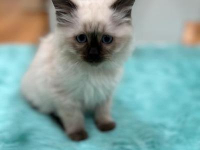 Yellow Collar Female2 - Ragdoll - Gallery Photo #1