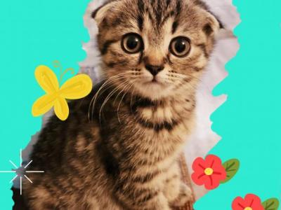 A Litter Of Scottish Folds & Straights - Scottish Fold - Gallery Photo #1