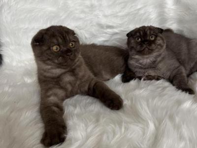 Brown Or Cinnamon Scottish Fold Kittens - Scottish Fold - Gallery Photo #1